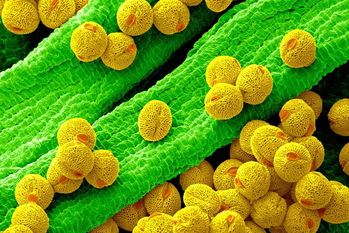 Allergén pollen